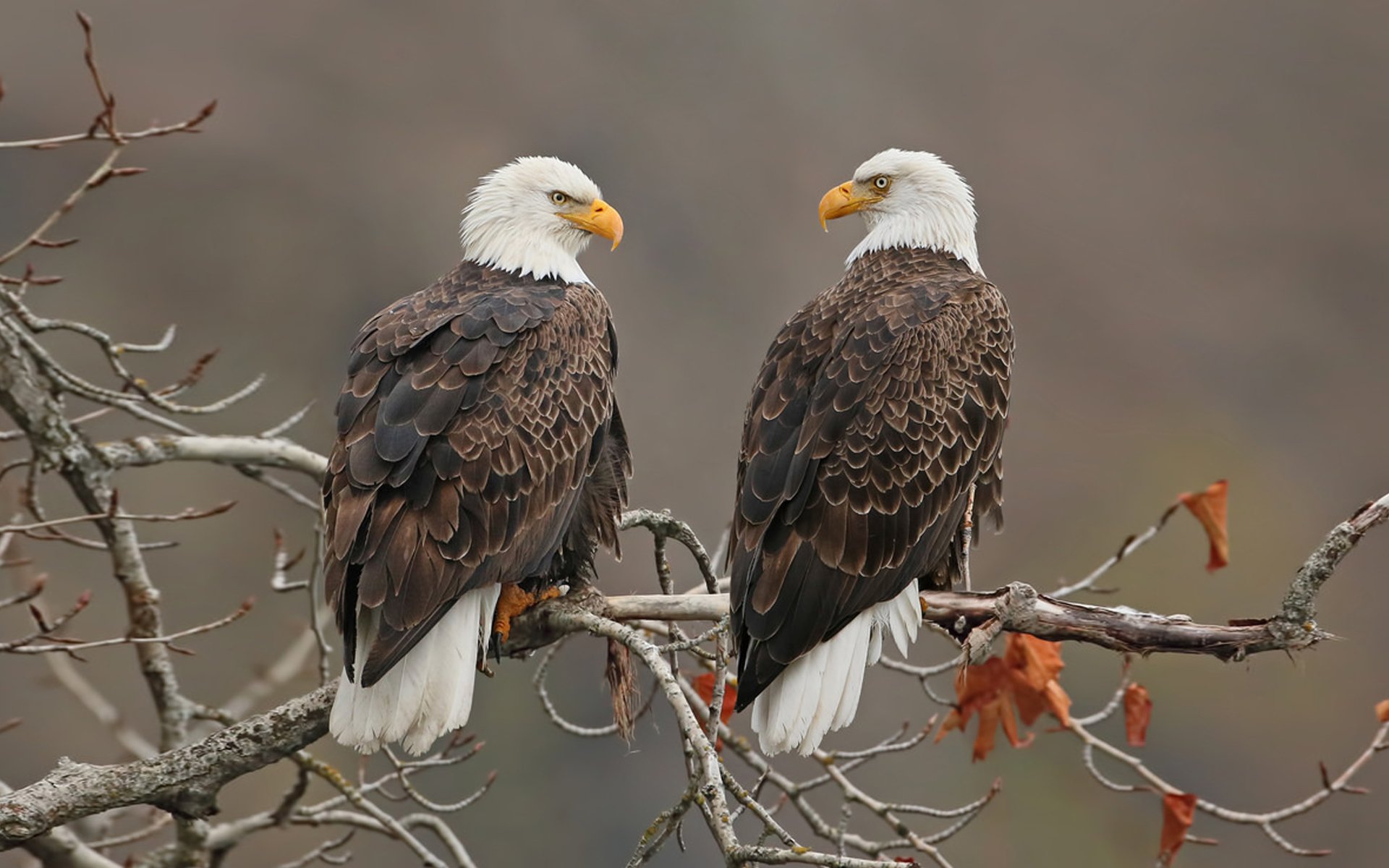 tiger-attack-animal-attack-wild-animals-in-africa-eagle-facts-aigle