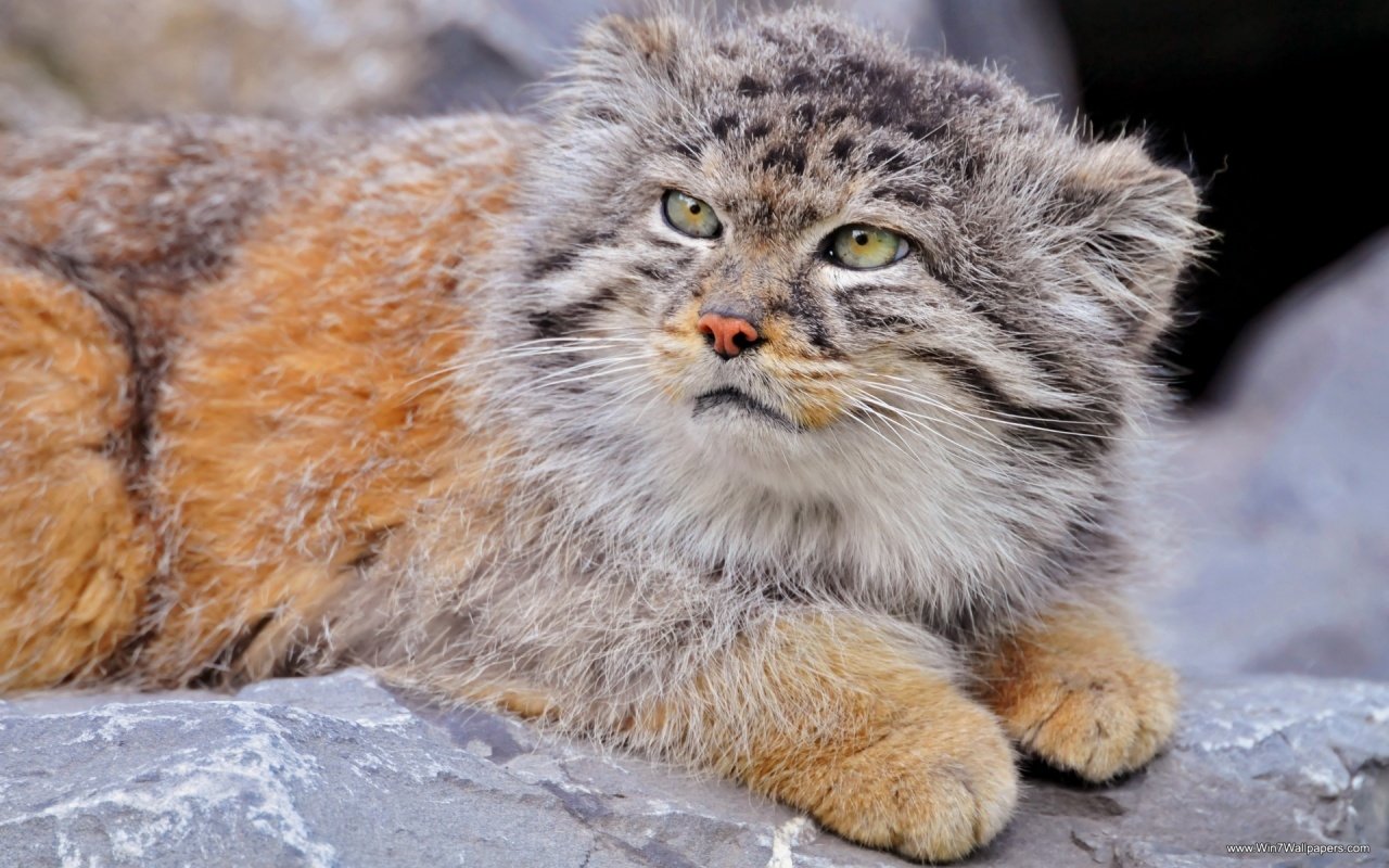 A close-up of a Pallas's cat resting on a rock, showcasing its dense, multicolored fur with shades of gray, brown, and orange.