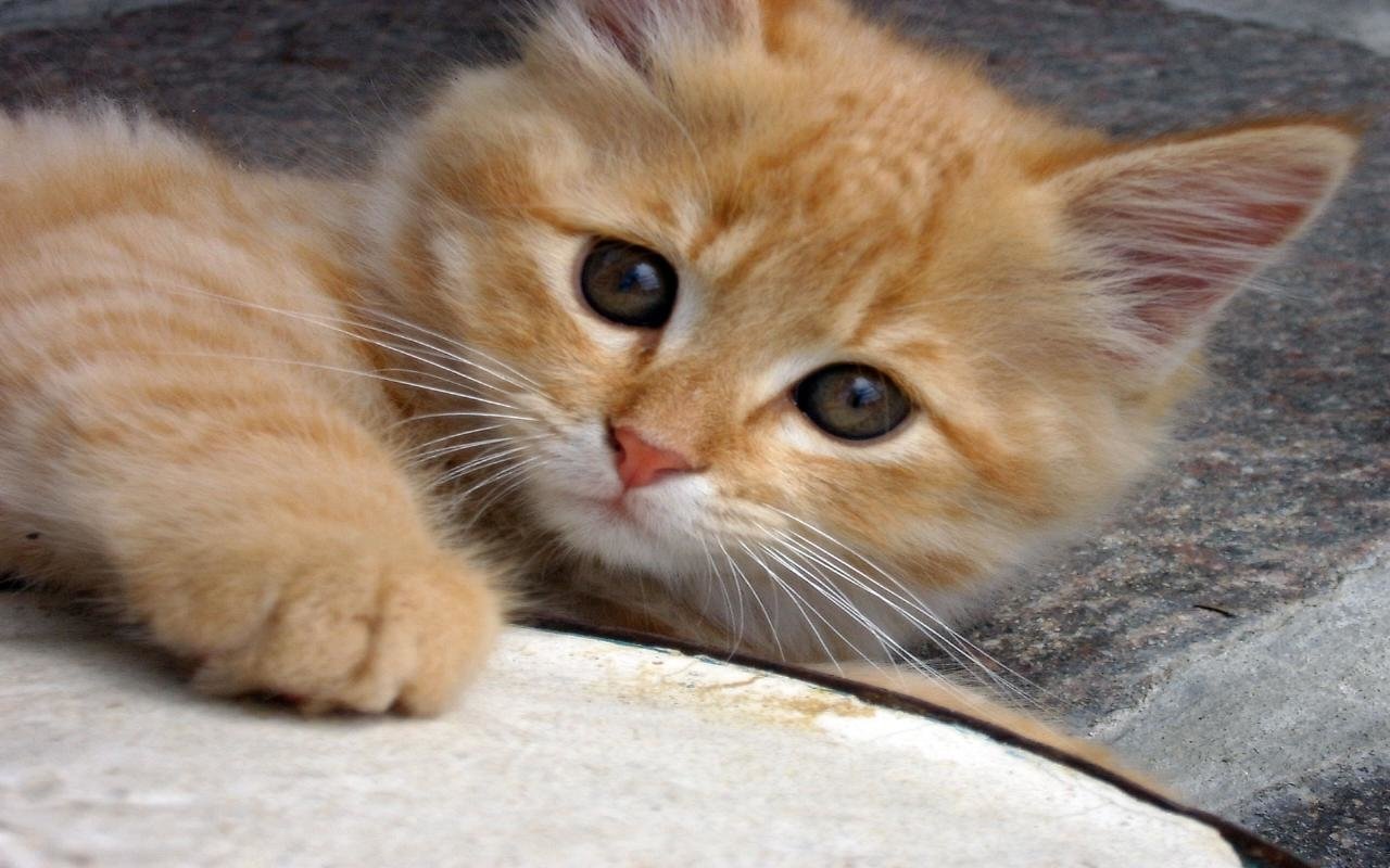 A cute orange cat with soft fur and bright eyes lying on a stone surface.