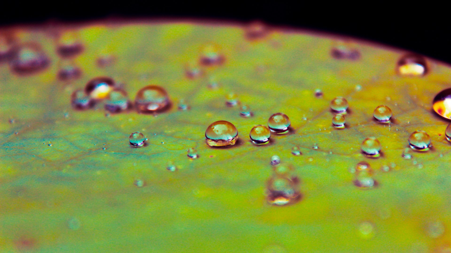 photography macro Image