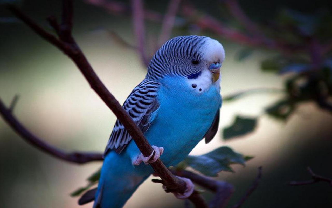 Budgerigar Picture