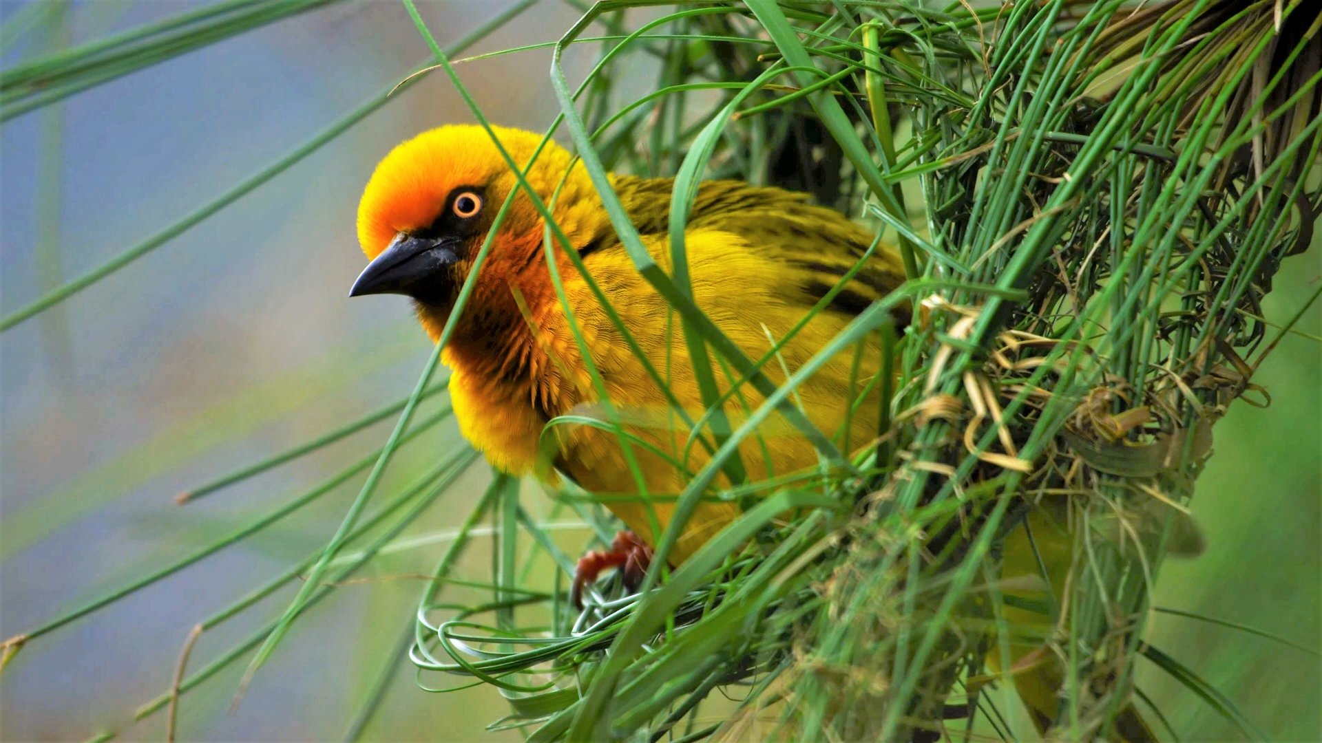  Yellow Bird in Nest