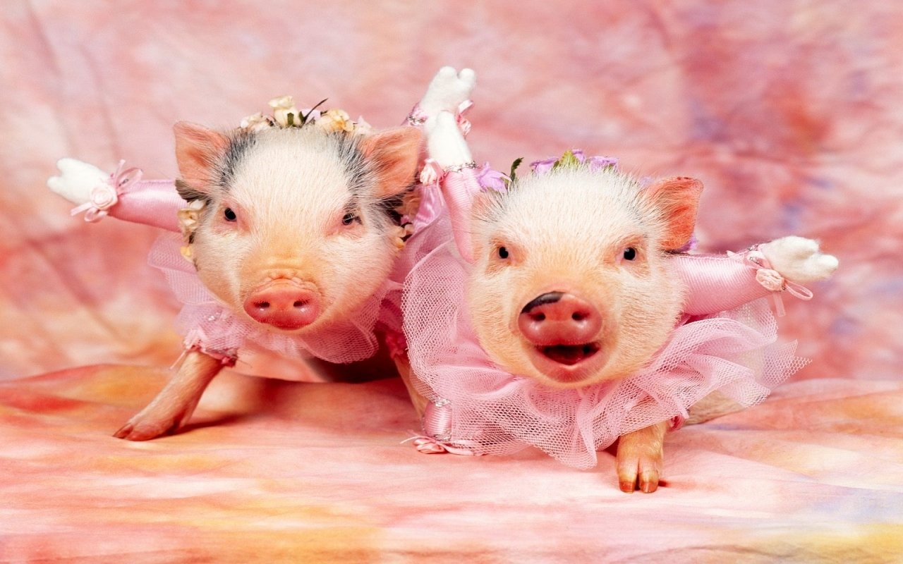 Two adorable pigs in pink tutus strike playful poses against a colorful backdrop, showcasing their charming costume and animal spirit.