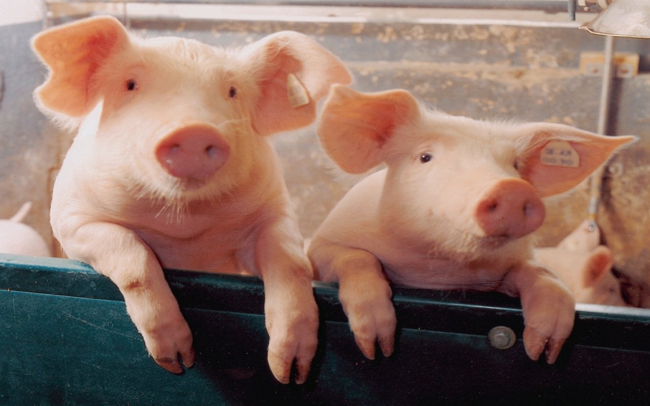 Two curious pigs with pink skin and perked ears lean over a green barrier, showcasing their playful nature in a farm setting.