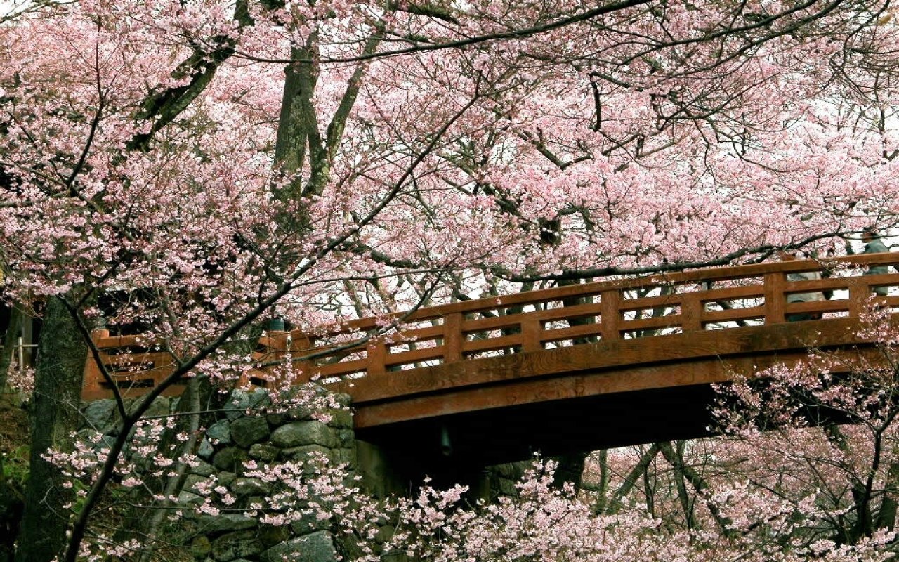 A wooden bridge arches over a serene landscape in Tokyo, Japan, surrounded by blooming cherry blossom trees, creating a tranquil natural scene.
