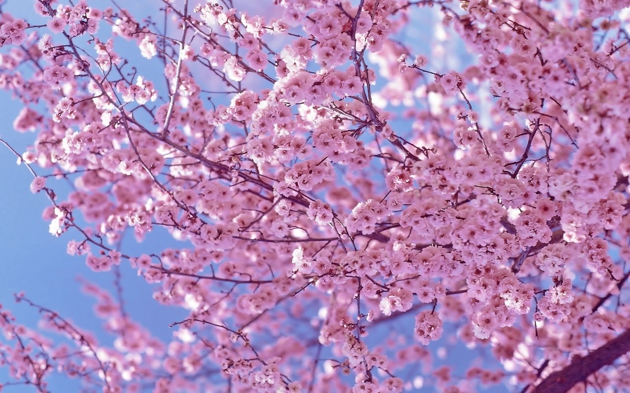 Branches of a blossoming tree covered in vibrant pink flowers set against a clear blue sky, showcasing the beauty of nature in full bloom.