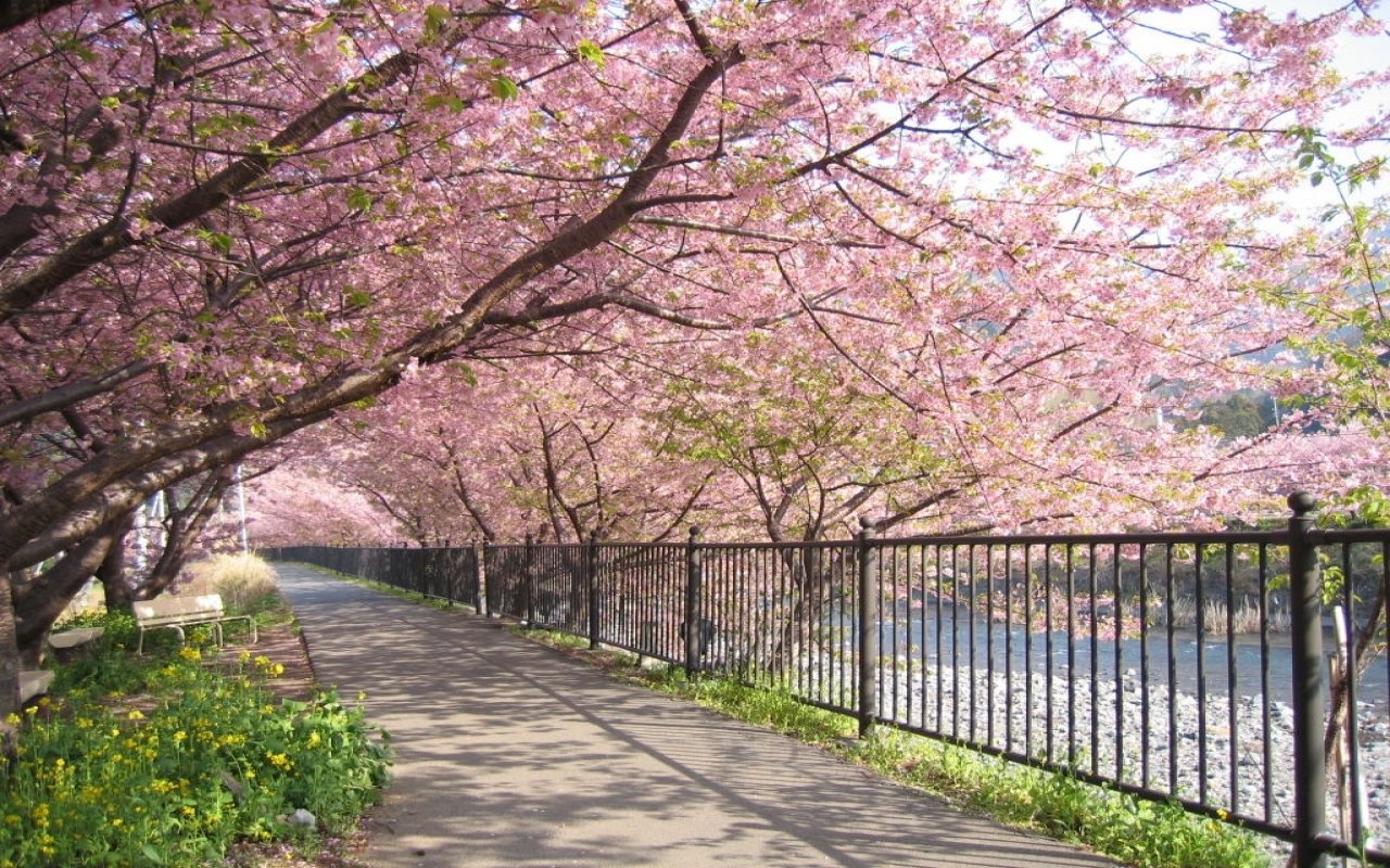 A serene park pathway lined with blossoming cherry trees and vibrant flowers, featuring a bench for enjoying the beauty of nature.