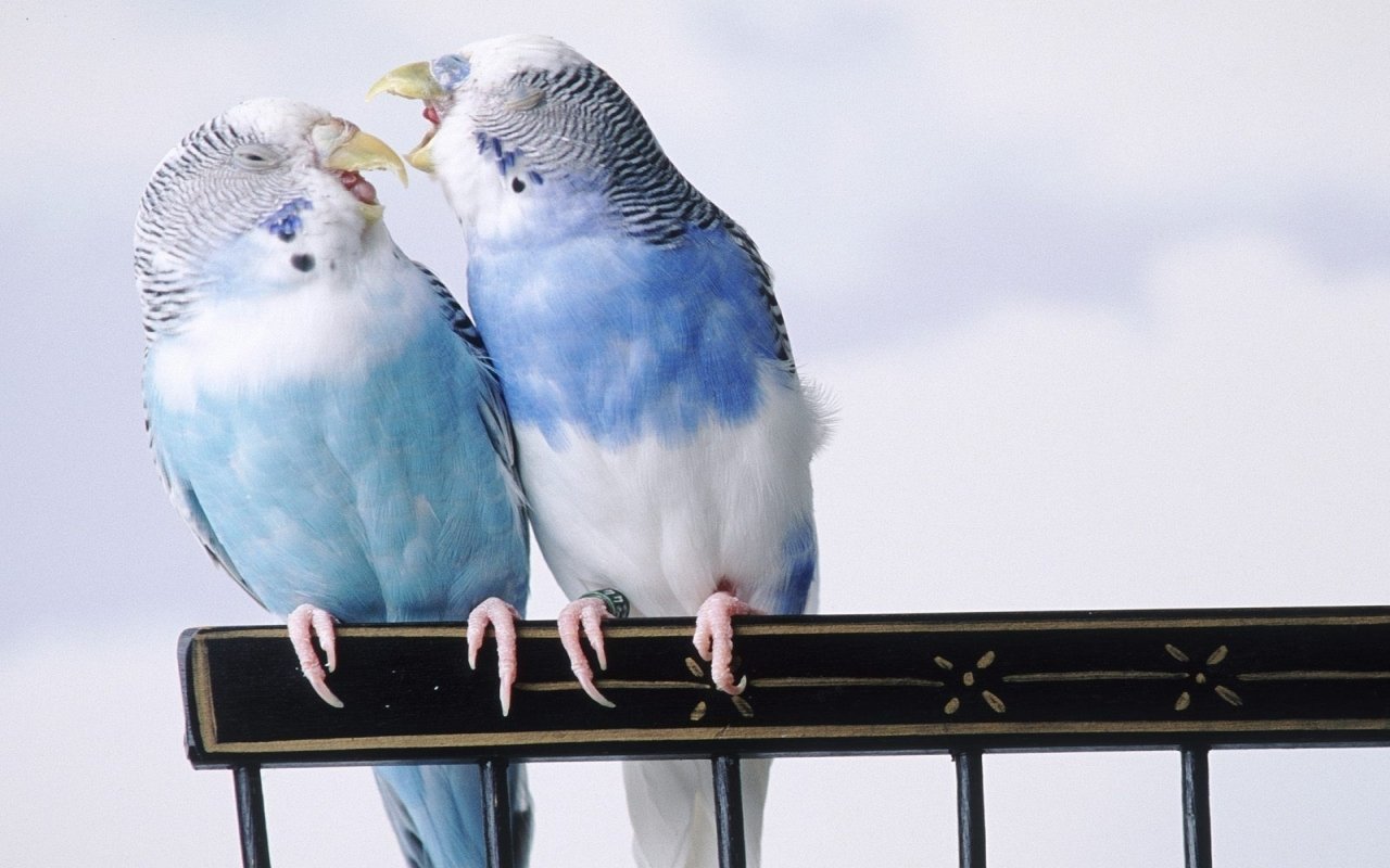 Two blue and white budgerigar birds perched closely together on a black metal rail against a pale sky background.