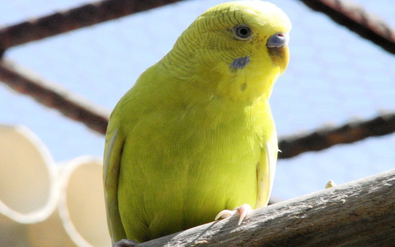 A bright yellow budgerigar perched on a wooden branch with a blurred outdoor background.