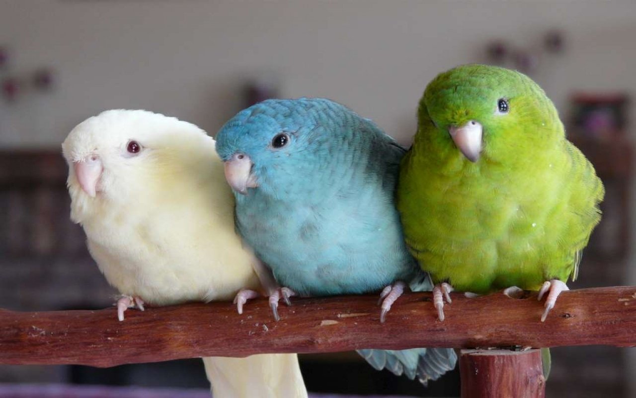 Three colorful parrots perch closely together on a wooden rail, featuring a white one, a blue one, and a bright green one, showcasing their vibrant feathers and charming expressions.