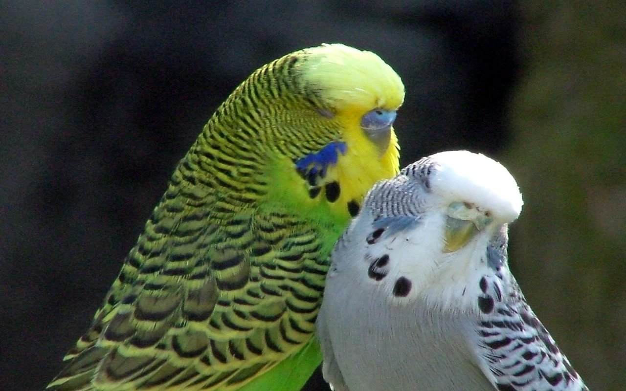 Two budgerigar parrots, one green and yellow, the other white and gray, perched close together against a blurred natural background.
