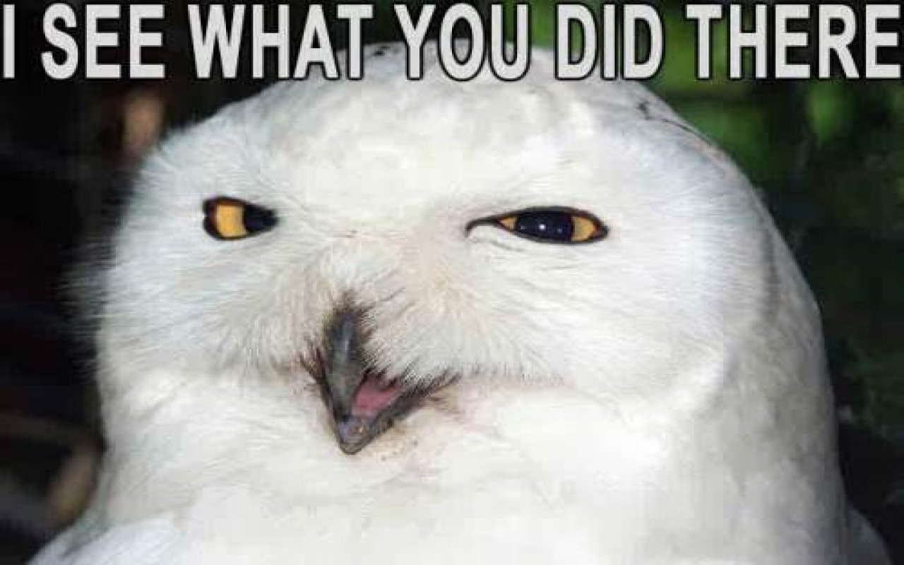 A close-up of a white owl with a playful, knowing expression, accompanied by the text I SEE WHAT YOU DID THERE, adding a funny touch to the scene.