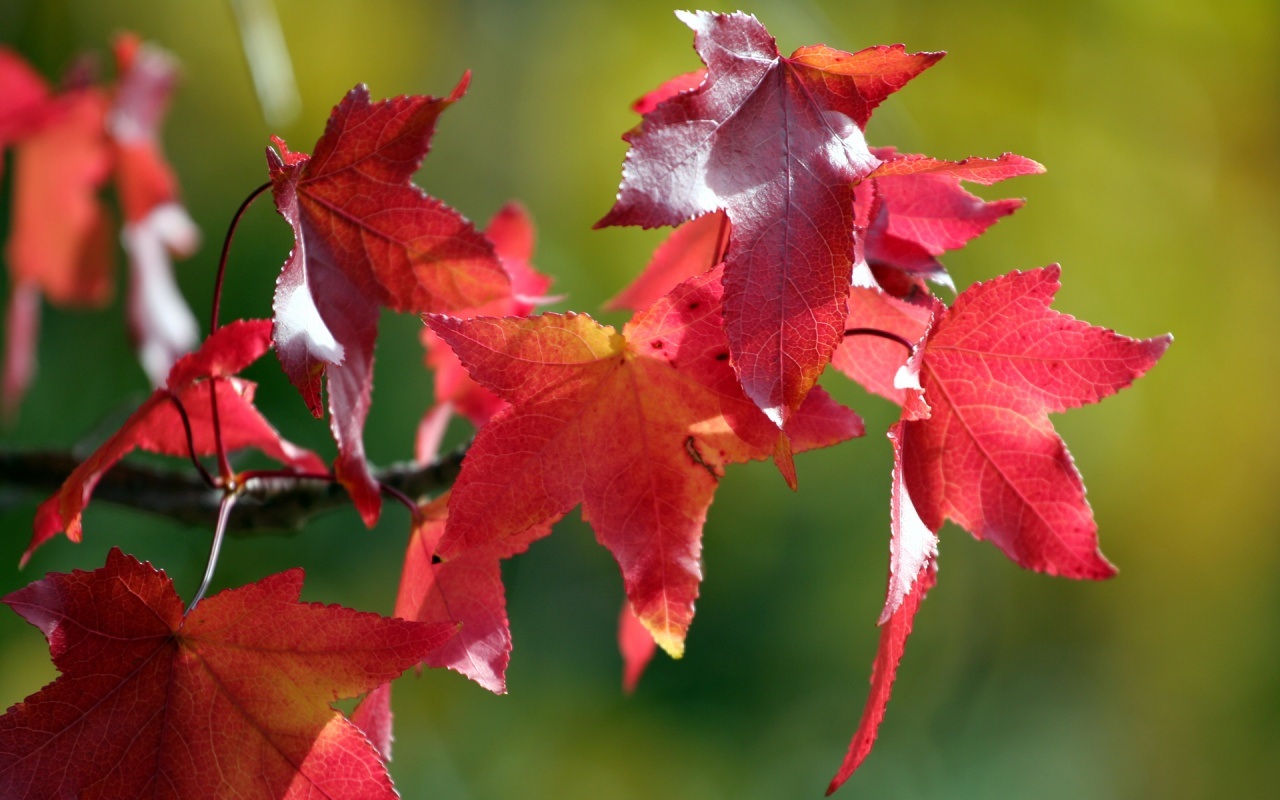 Leaf Picture Ideas