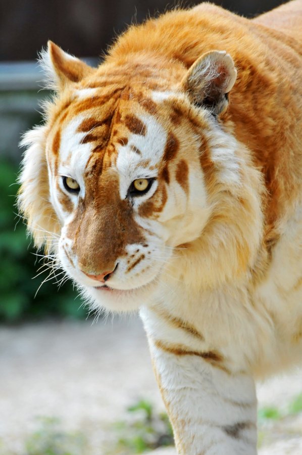 Close-up of a golden-striped tiger animal, a big cat and wildlife predator, prowling with focused amber eyes.