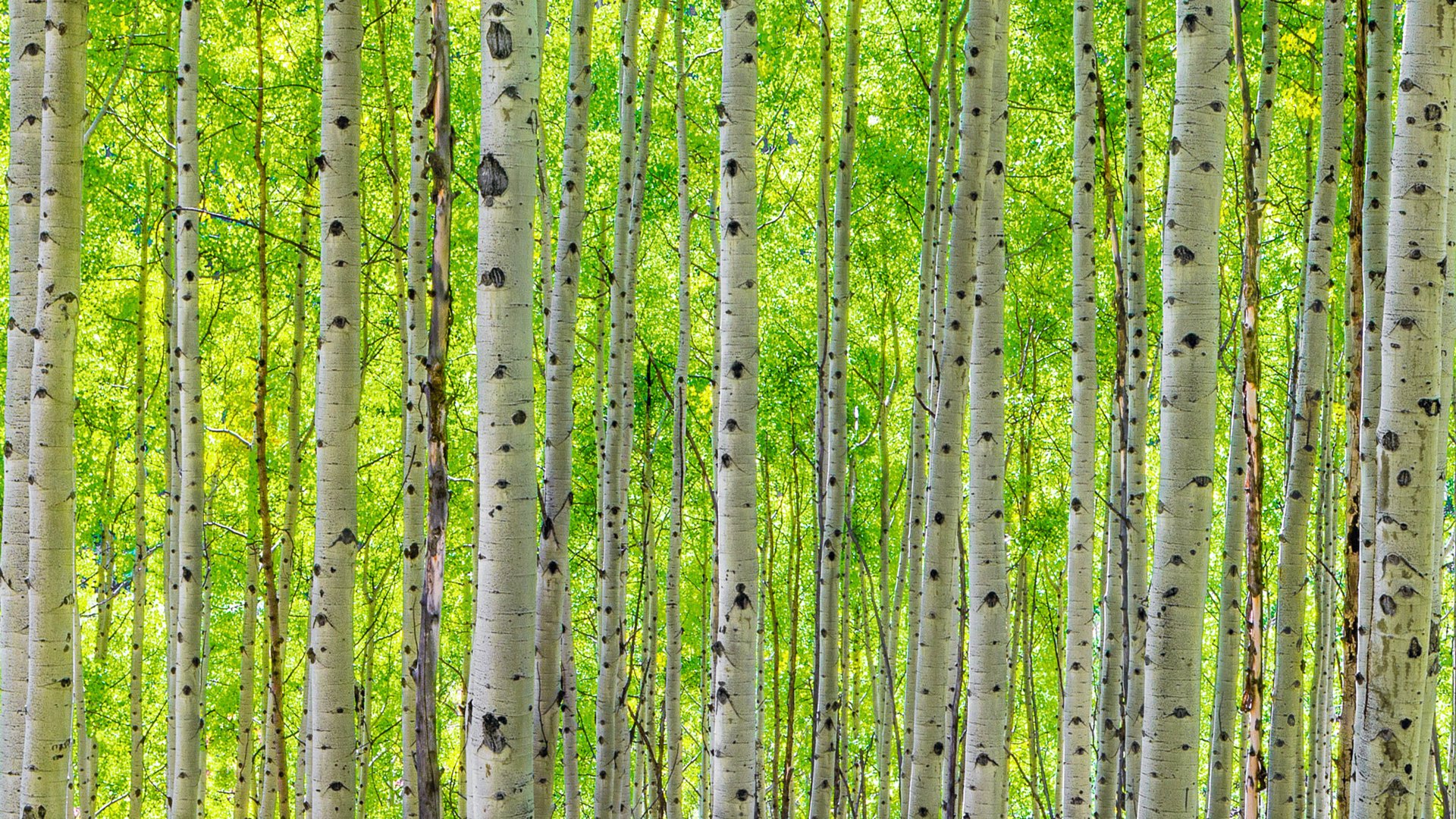  Birch Forest