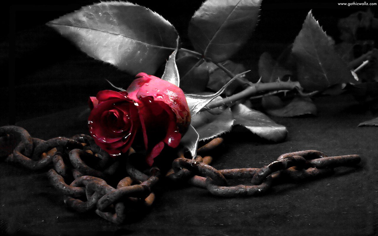 Rose with metal chains