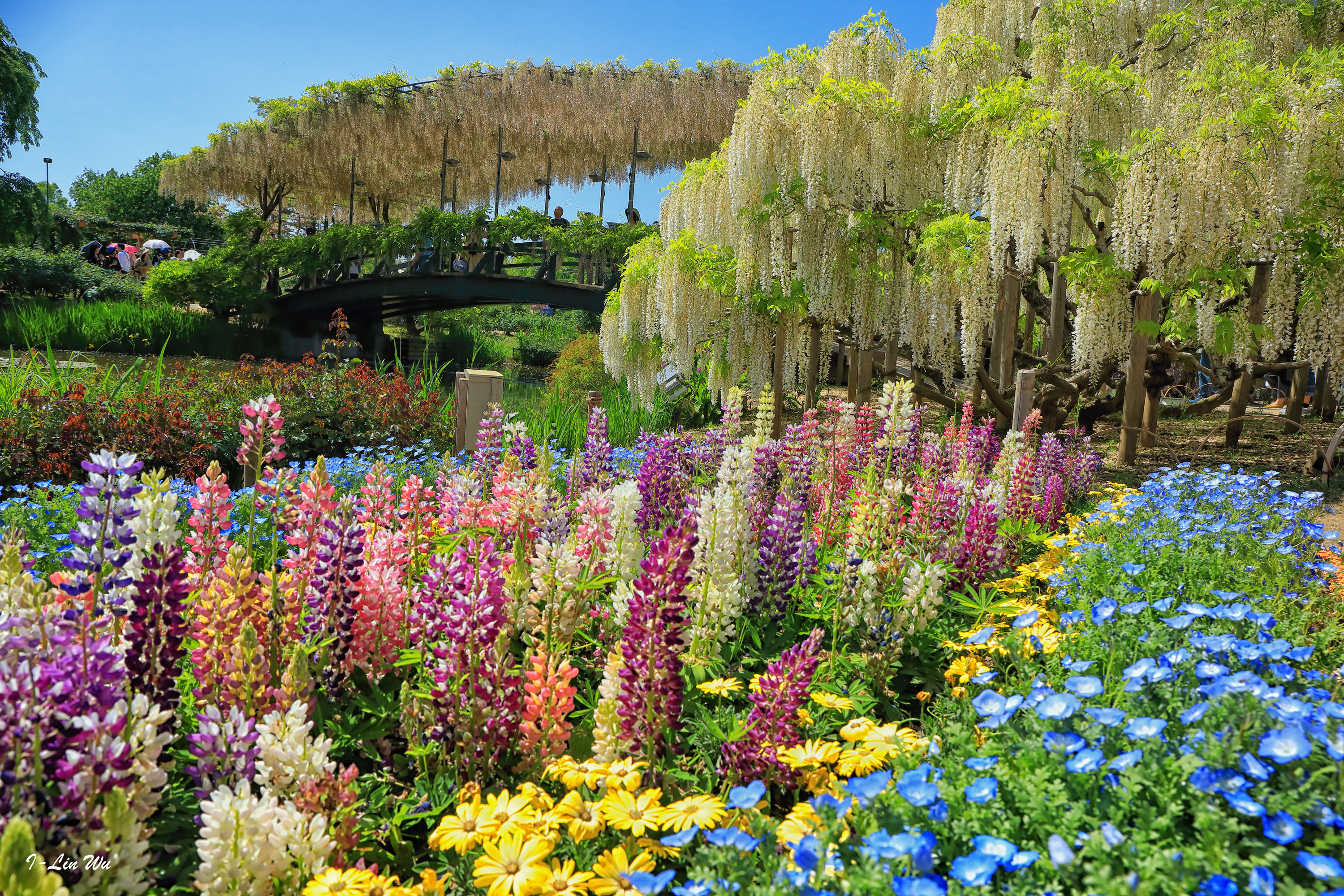 Окружающий мир красота растений. Люпины Япония сад. Глициния гунби. Удивительная красота растений. Разные растения.