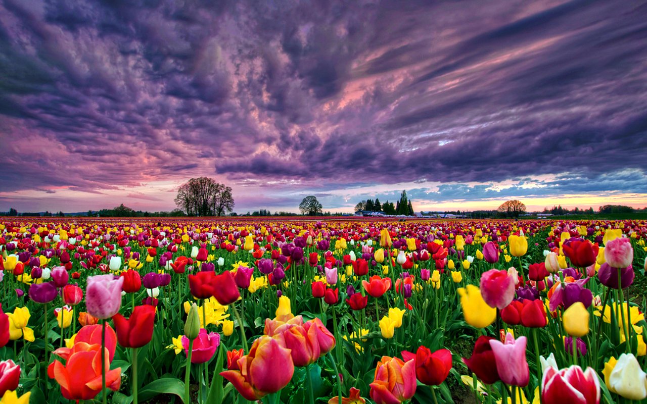 A vibrant field of tulips in various colors stretches under a dramatic sky, showcasing the beauty of nature at sunset.