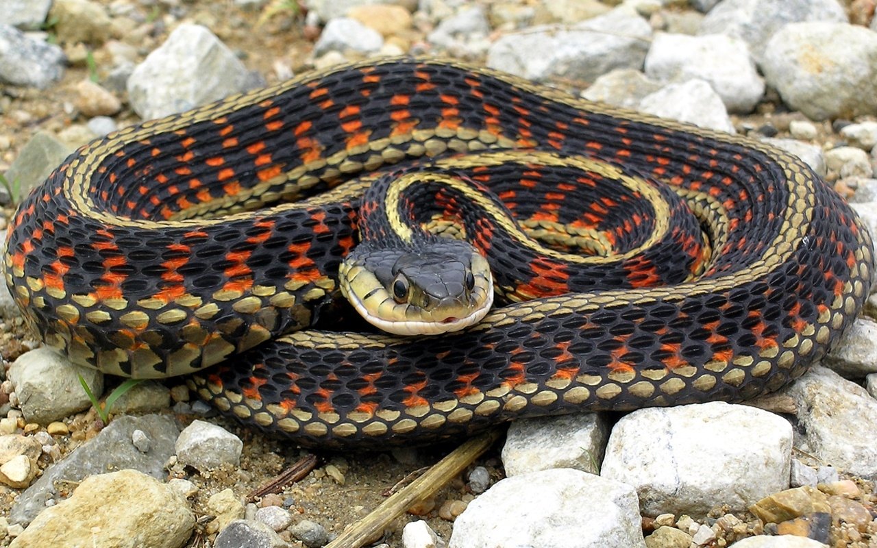 Coiled garter snake (reptile, animal) with red, black and yellow checkered pattern resting on gravel.
