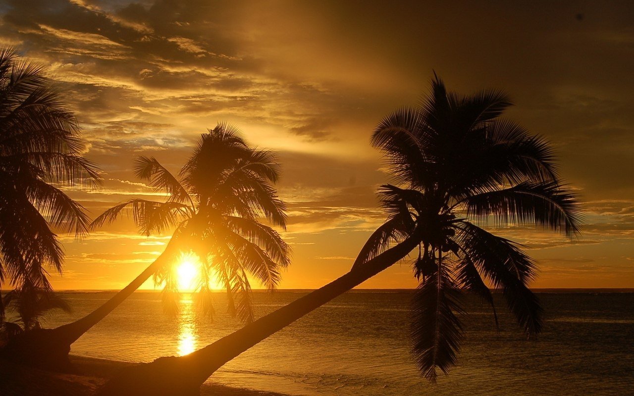 Golden Palm Sunset