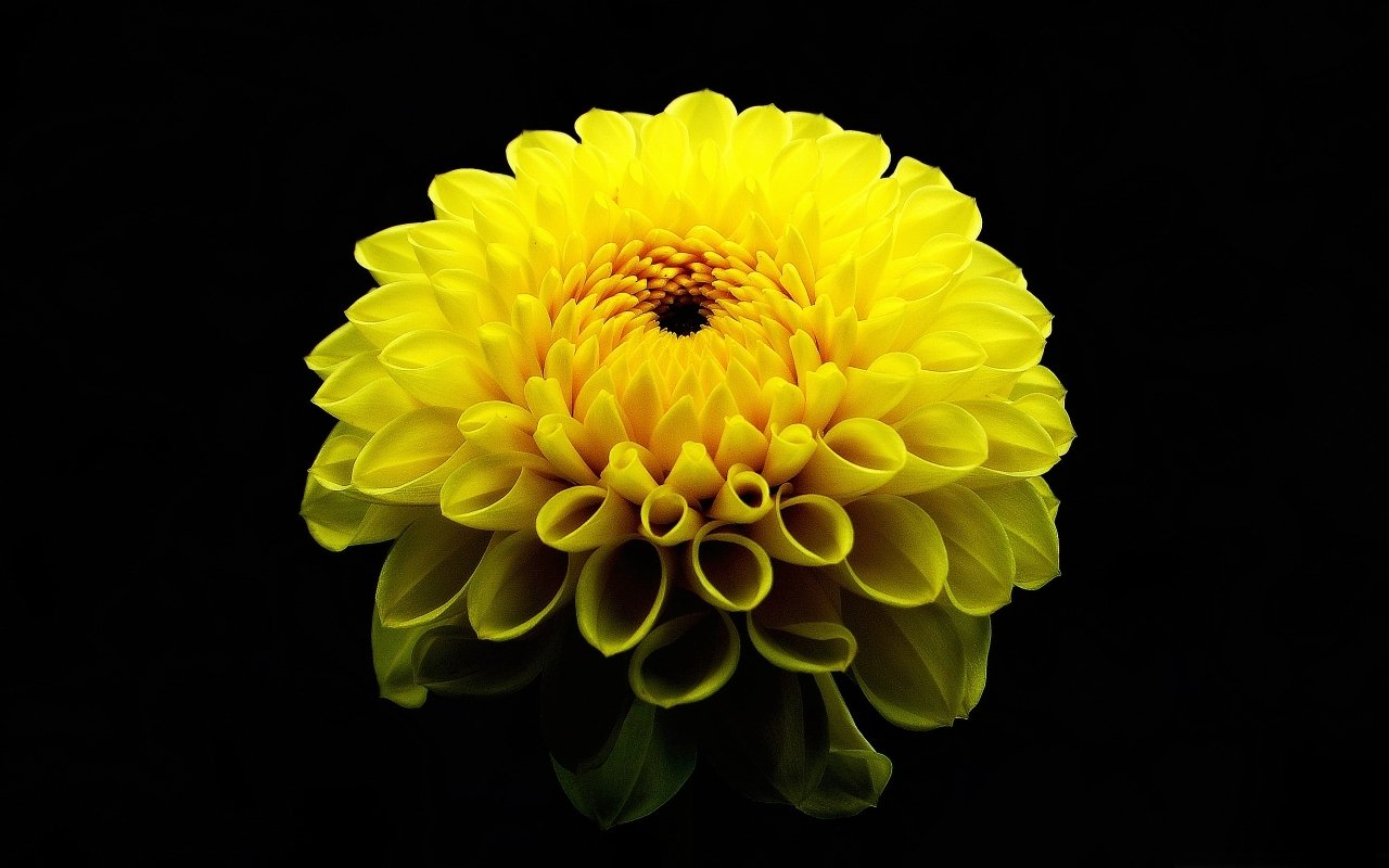 A vibrant yellow dahlia flower blooms against a dark background, showcasing its layered petals and natural beauty in full detail.