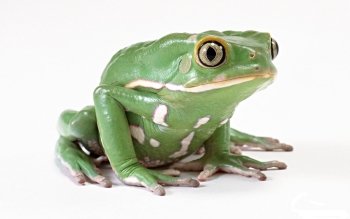 Sub-Gallery ID: 3070 Frogs