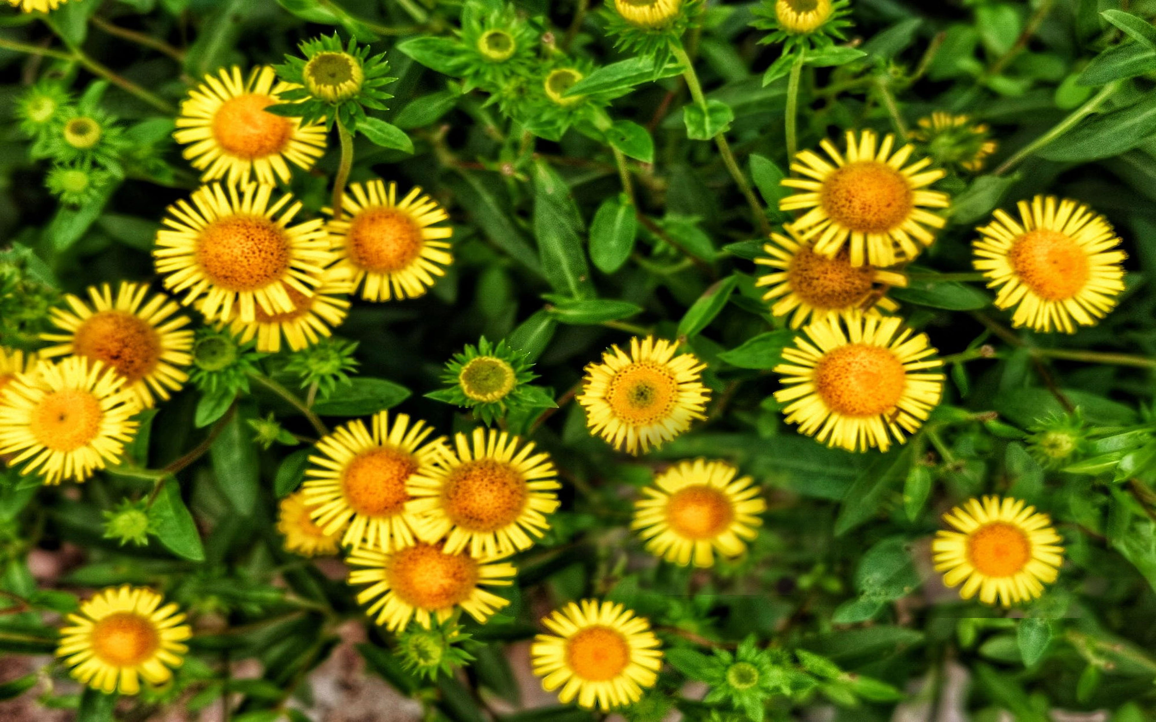 Download Yellow Asters Image - ID: 260241 - Image Abyss