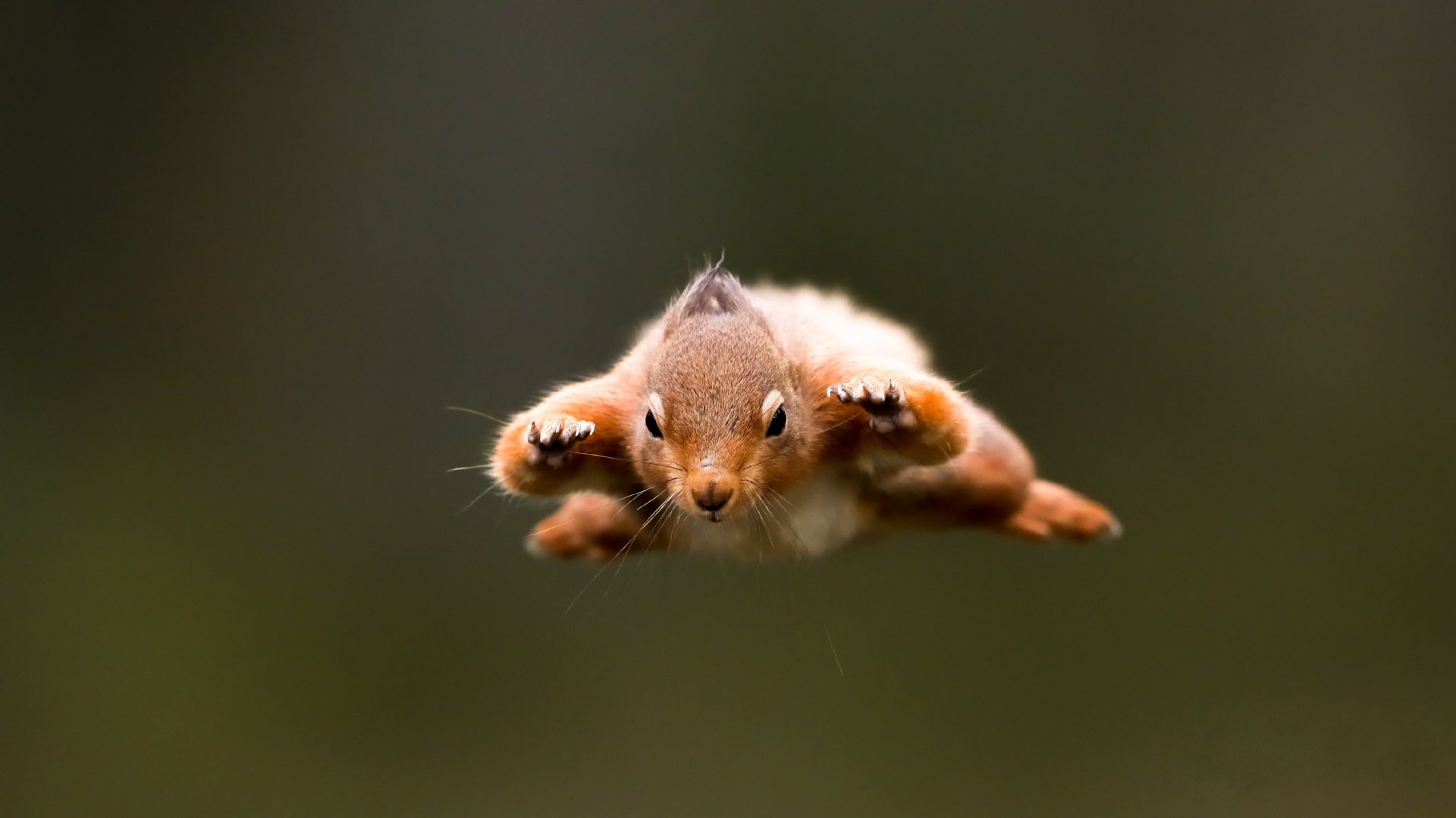 Animal Flying Squirrel Image