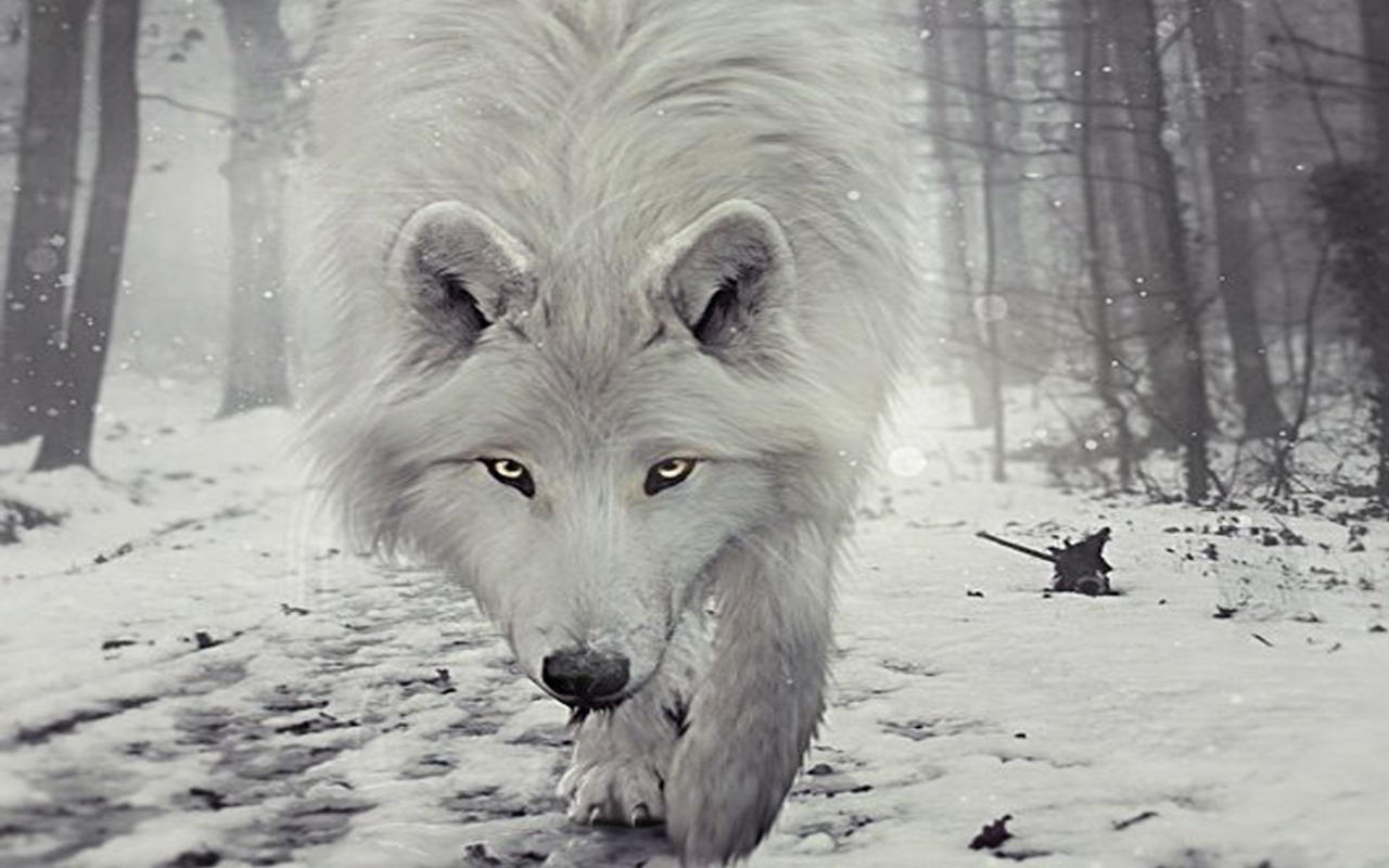 Wolf Image - ID: 261539 - Image Abyss