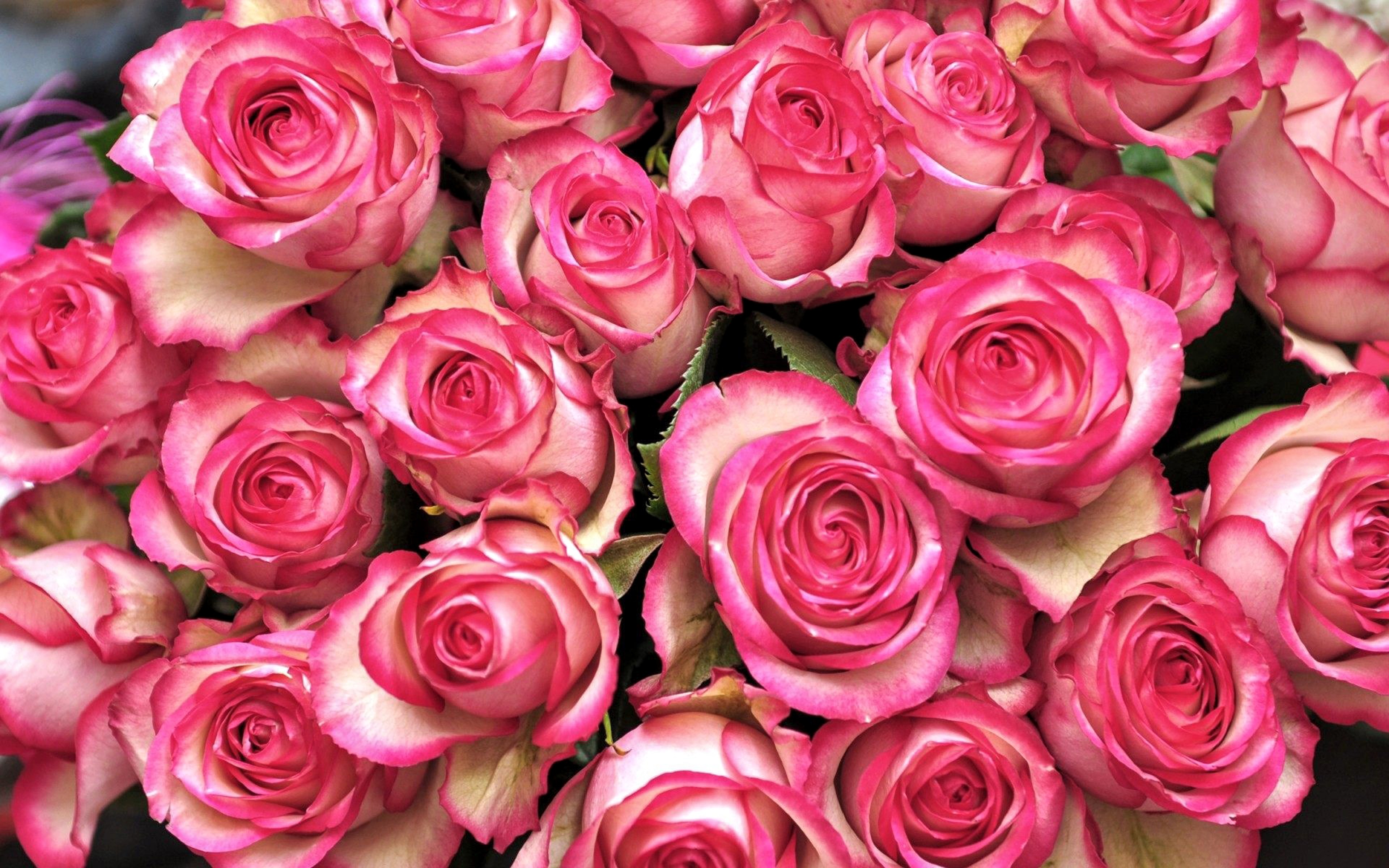 Много роз красивых