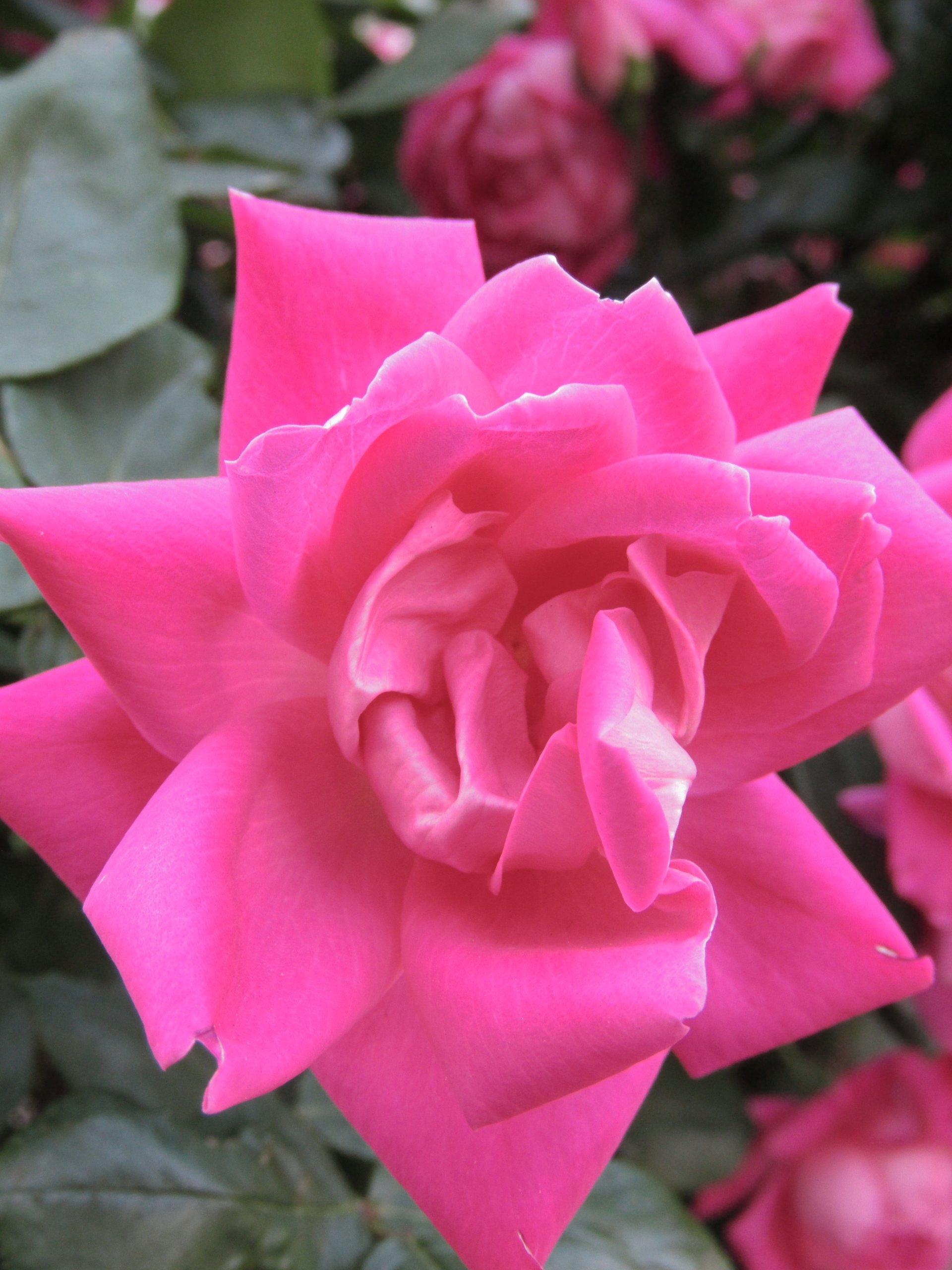  Blossoming Pink Rose