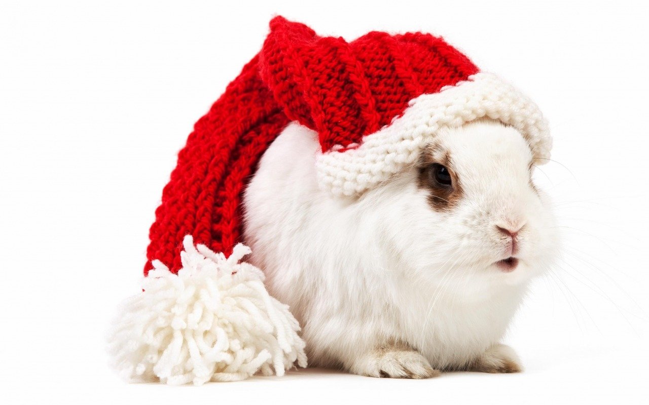 Rabbit Image - ID: 261321 - Image Abyss