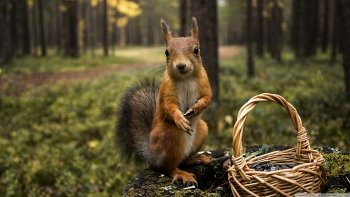 Preview Image 261604
