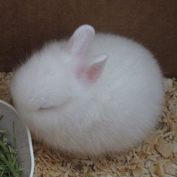 Fluffy White Bunny