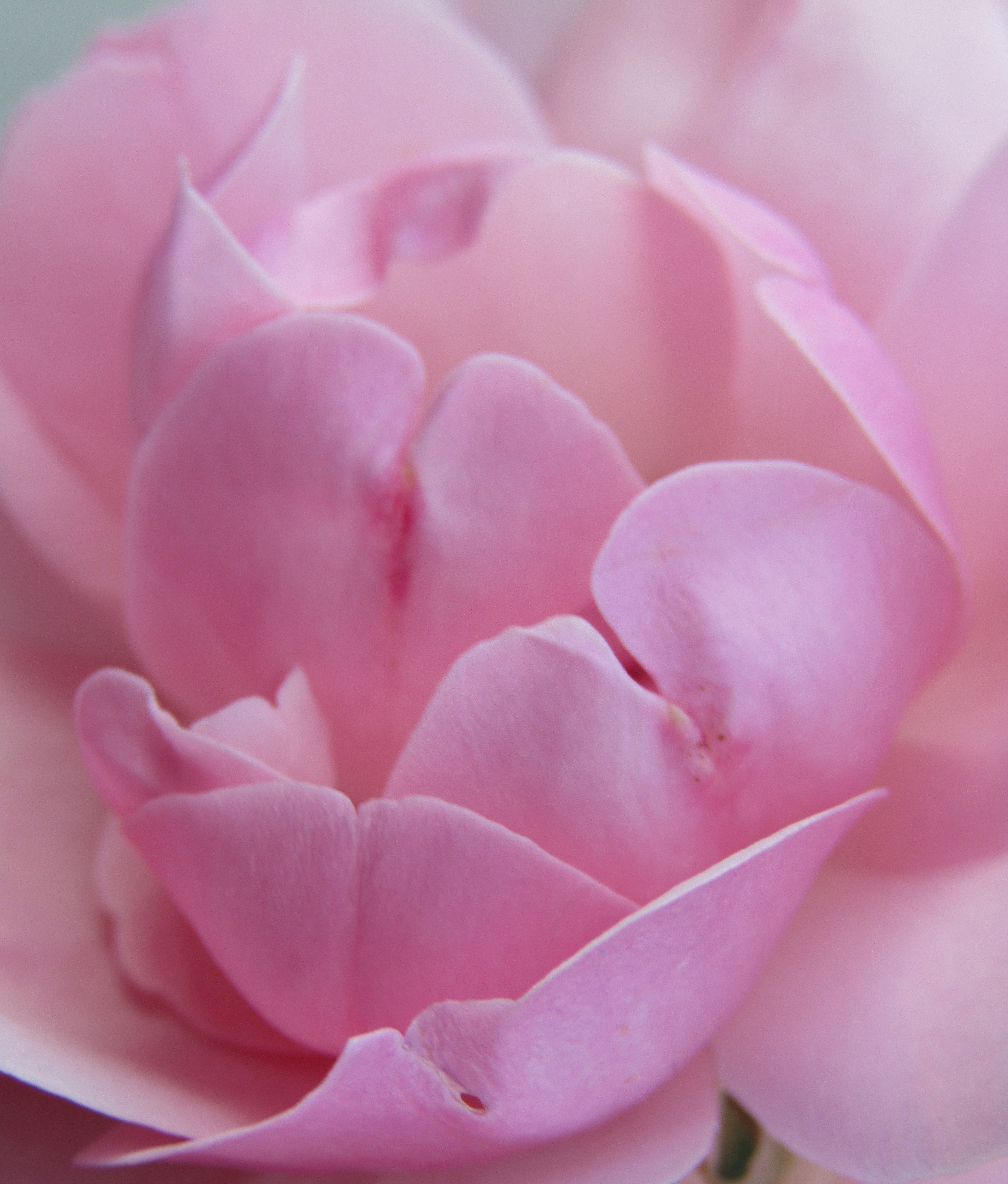 Living Rose petals by Demasc1 Image Abyss