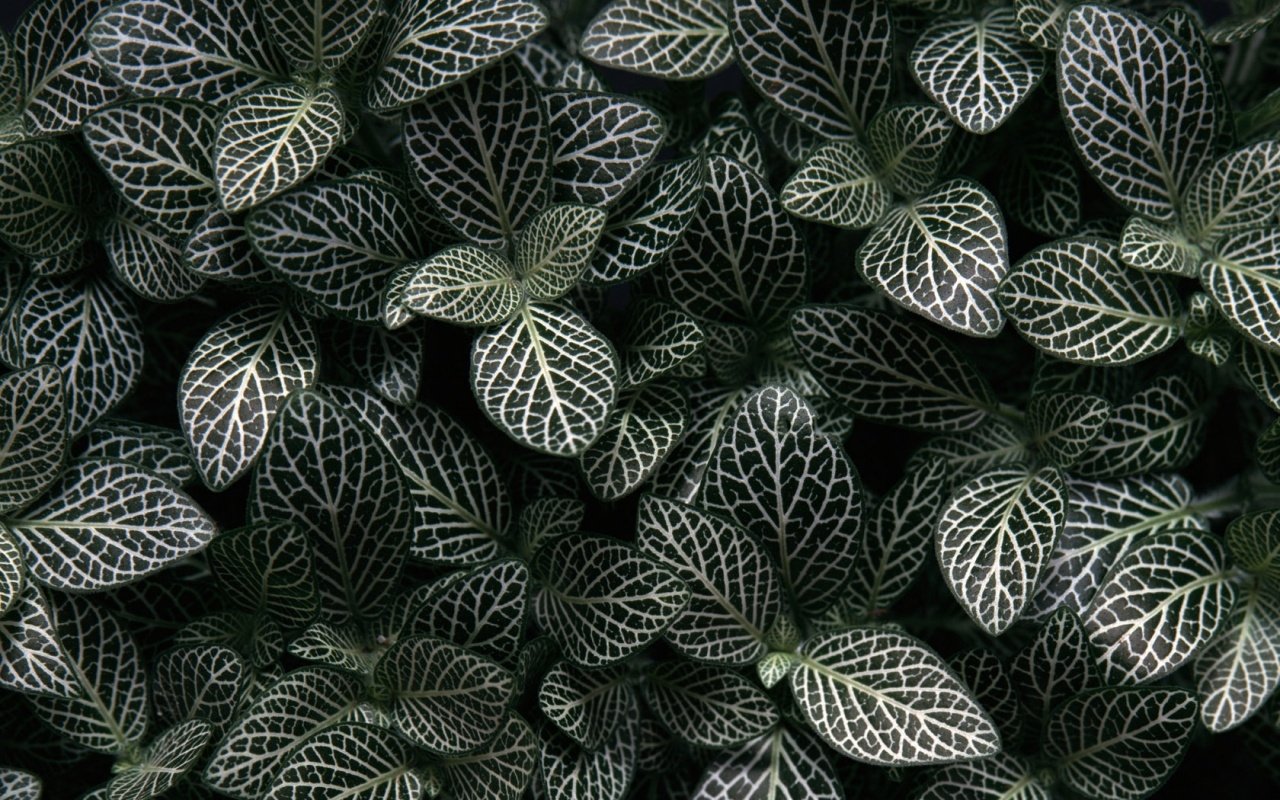Dense cluster of nature-inspired plants with dark green leaves featuring prominent white veins.