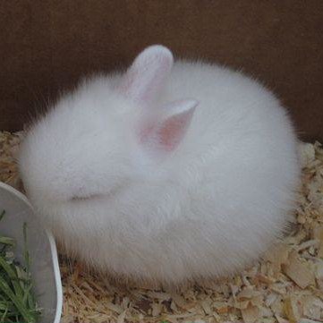  Fluffy White Bunny