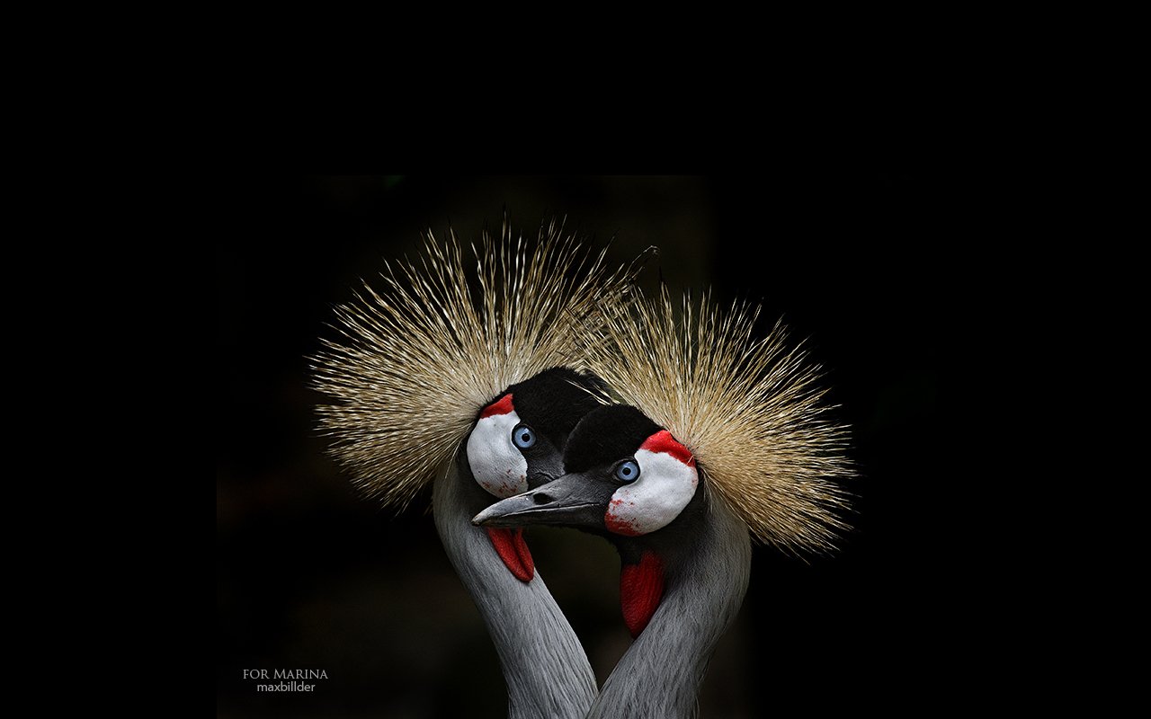 bird Animal Grey crowned crane Image
