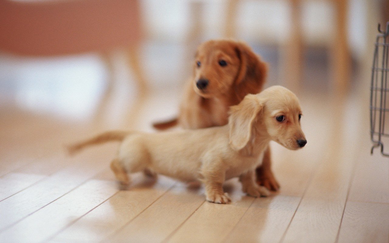 Two adorable dachshund puppies explore a wooden floor, one with a light coat and the other with a golden hue, showcasing their playful demeanor and charm.