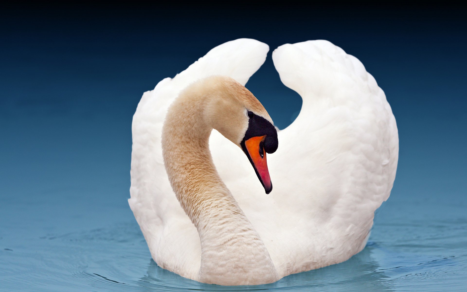 Download Animal Mute Swan Image