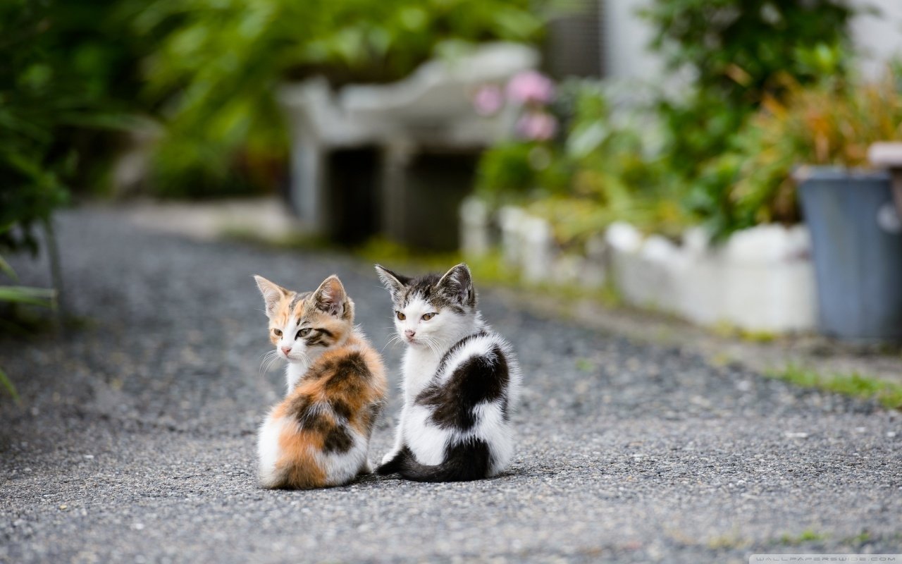 壁纸 小猫和猫，可爱 2560x1600 HD 高清壁纸, 图片, 照片