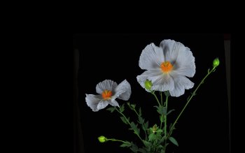 Preview Image 263666