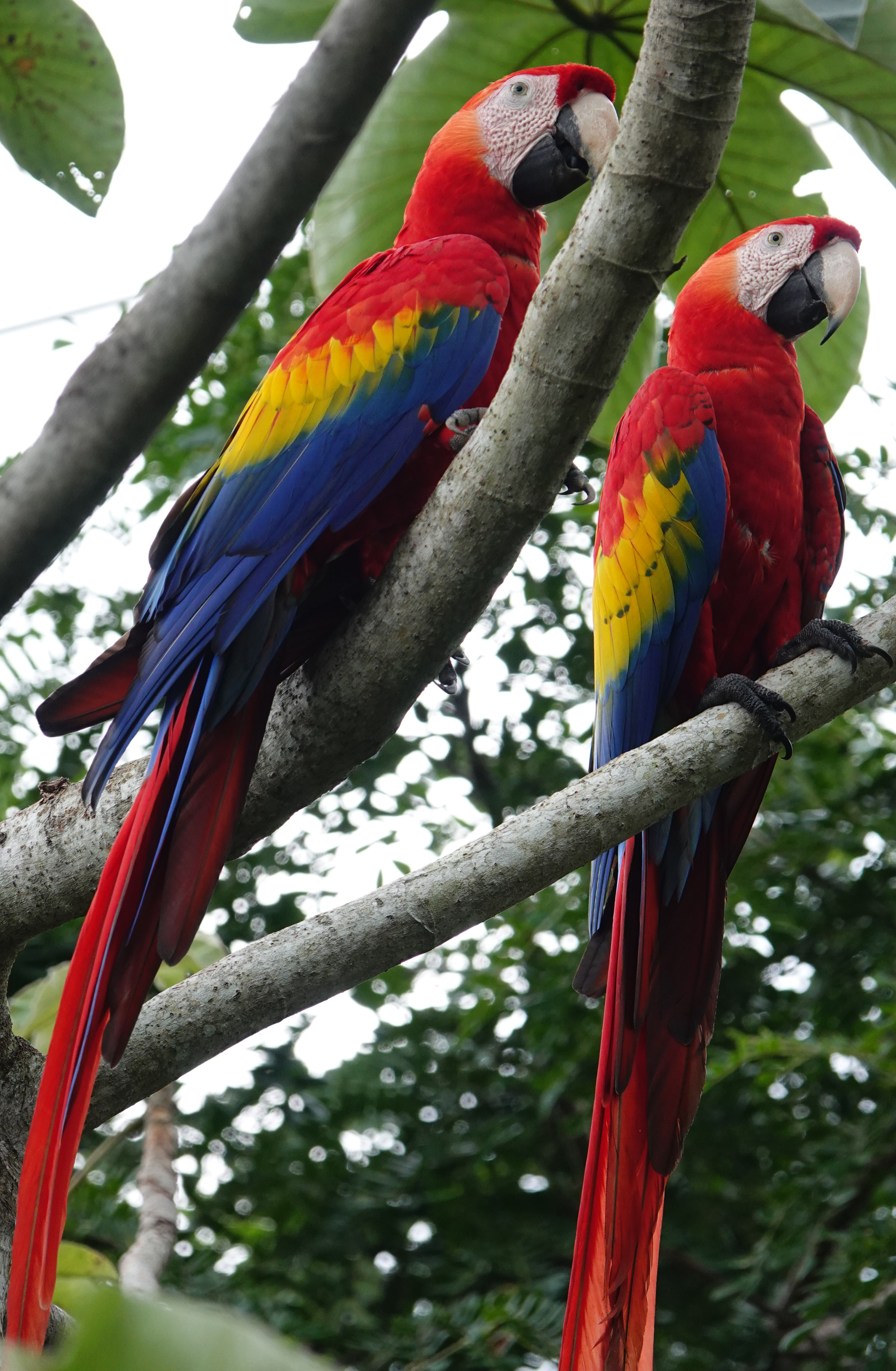 Scarlet Macaw Picture by tom212