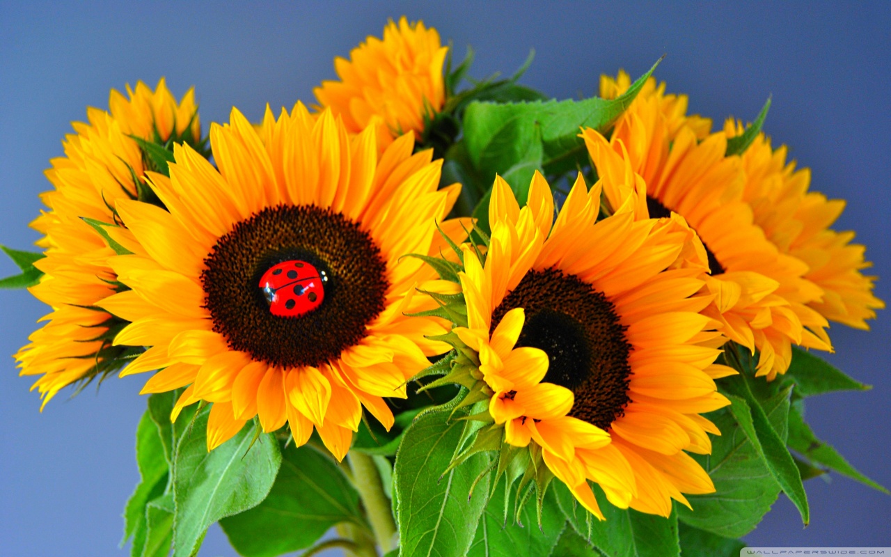 Sunflowers and a lady bug Image Abyss