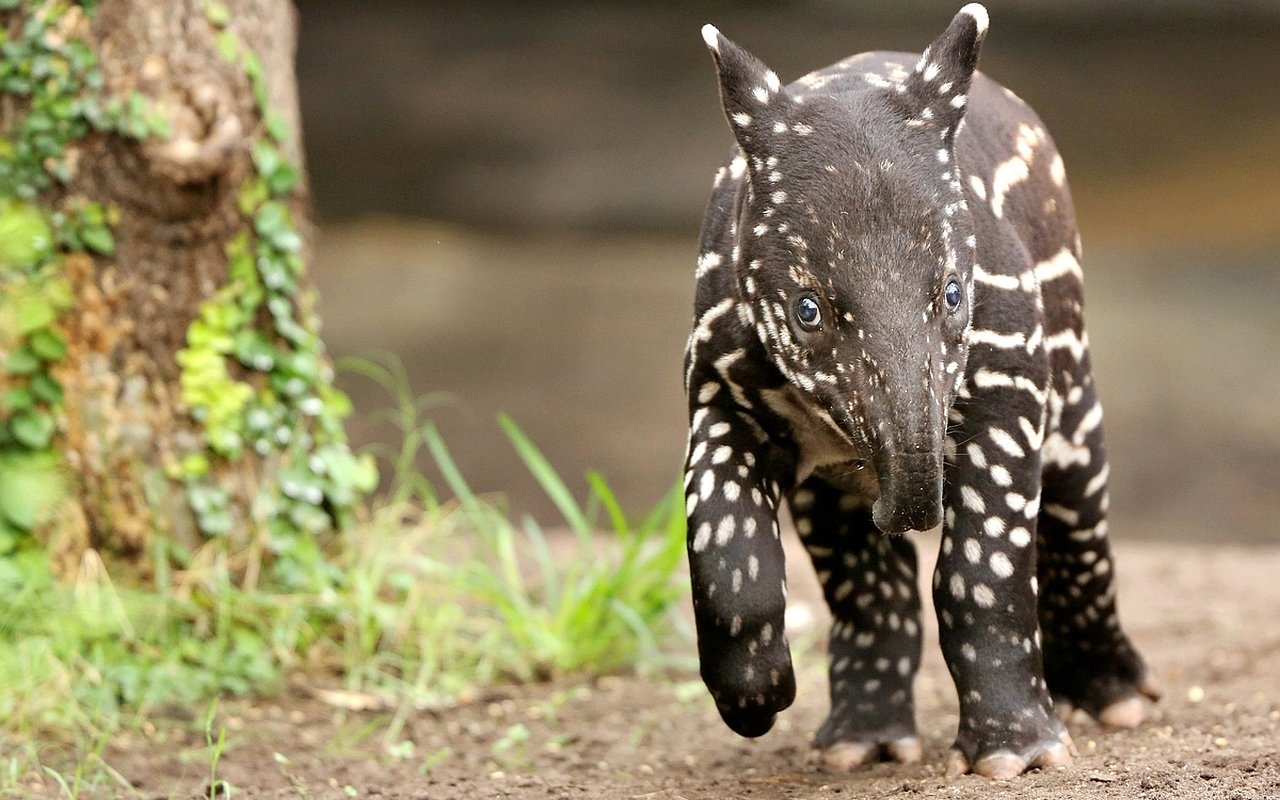 Juvenile tapir with distinctive striped and spotted coat walking on dirt near a mossy tree.