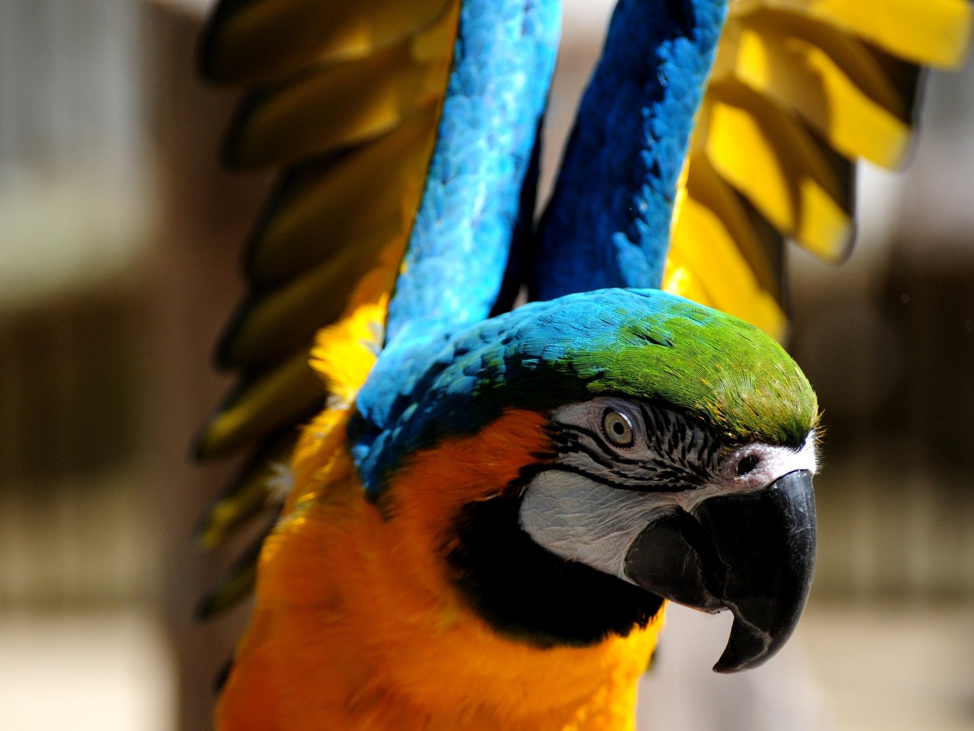 A vibrant parrot with striking blue and yellow feathers spreads its wings, showcasing its colorful plumage and distinct black beak.