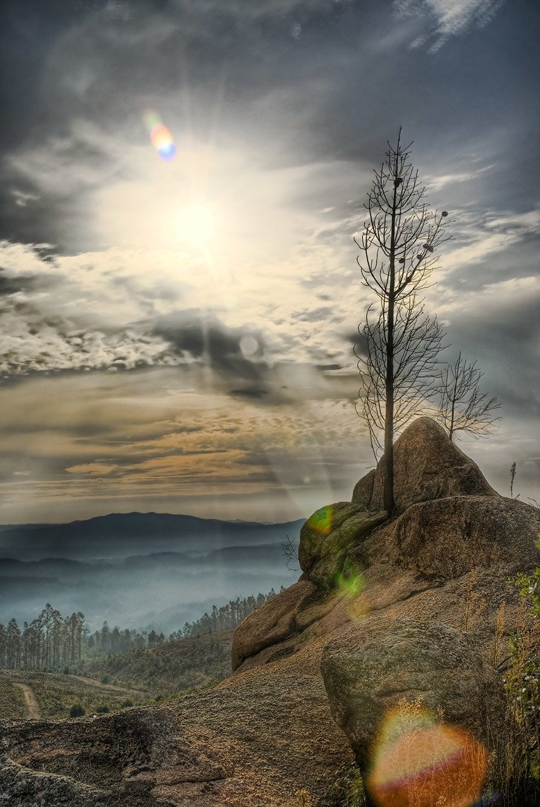 A solitary tree stands atop a rocky outcrop, bathed in sunlight against a backdrop of misty mountains and cloudy skies, capturing the essence of serene nature and landscape.