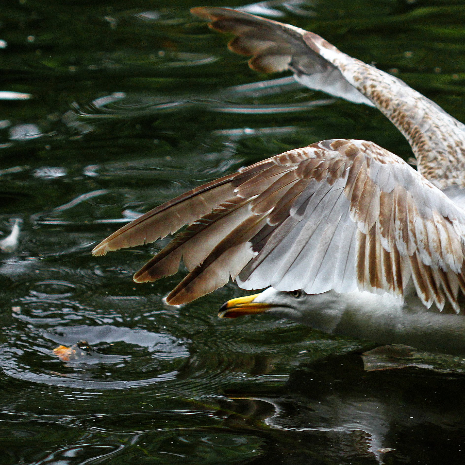 A bird with outstretched wings skims the surface of a dark green pond, creating ripples in the water while searching for food.