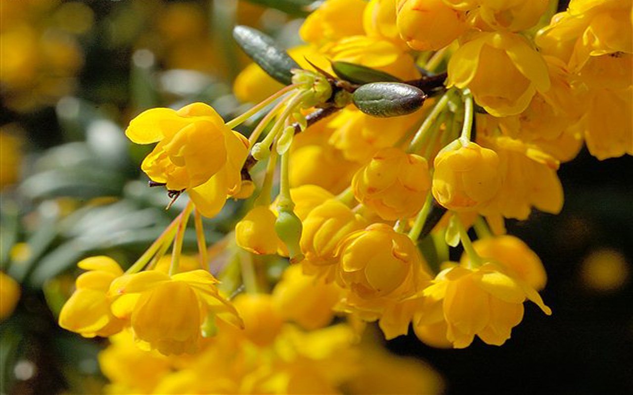 A close-up of vibrant yellow flowers against a green backdrop, showcasing intricate petals and leaves, capturing the beauty of nature.
