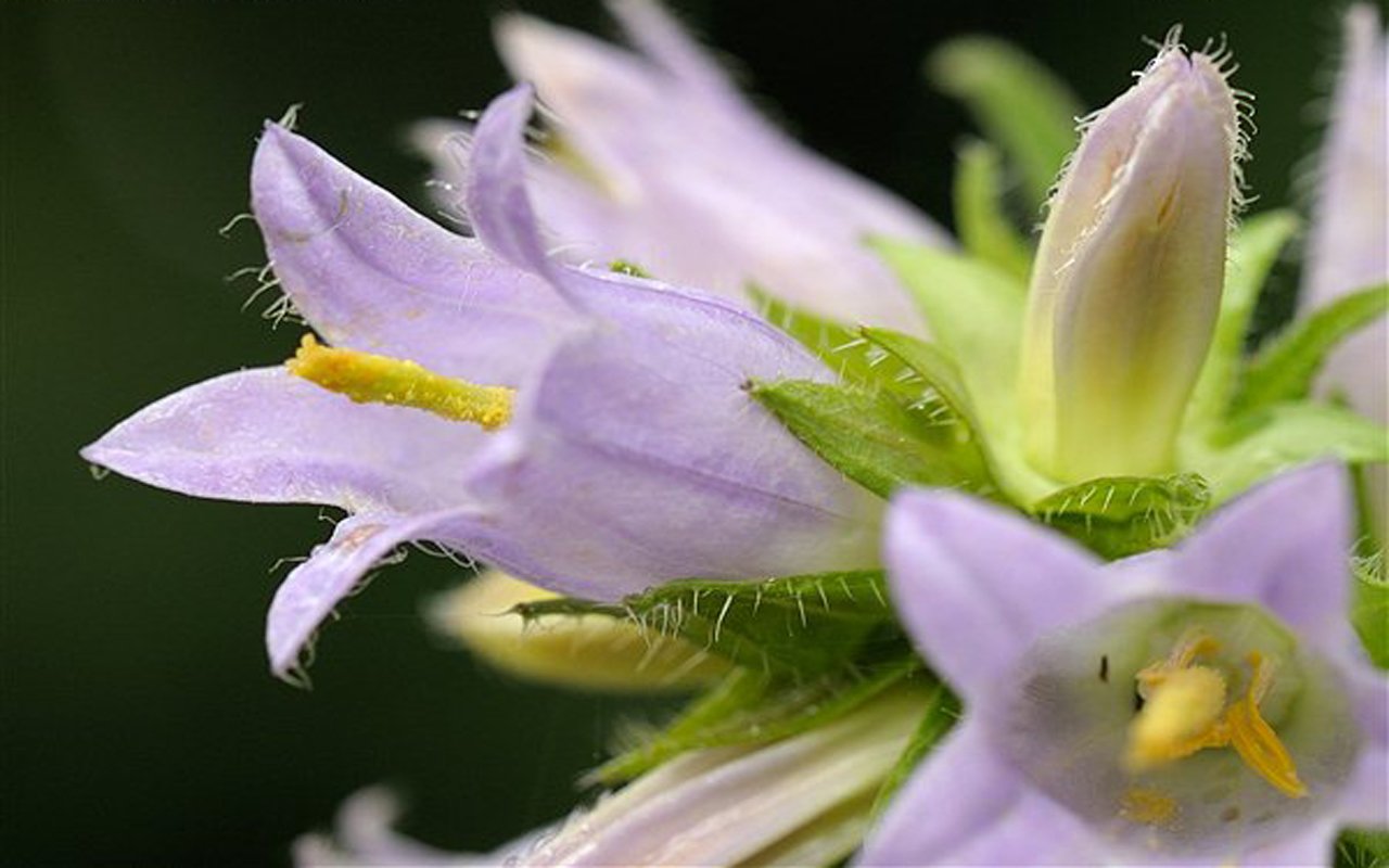 A close-up of delicate lavender flowers with yellow stamens, showcasing the intricate details of nature's beauty.